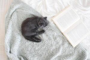 Grey purebred british kitten sleeps on blanket photo