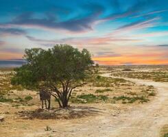 Tunisian landscape with lonely tree photo