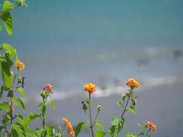 beautiful flowers on the edge of the blue beach video