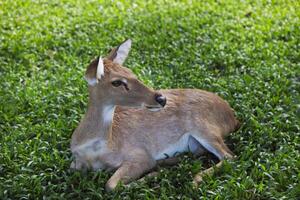 Roe deer on the green grass photo