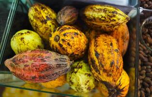 cocoa beans and cocoa pods in a glass container photo