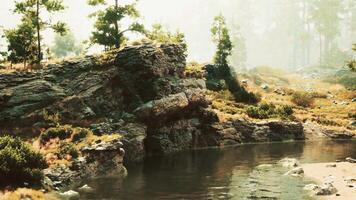 A stream running through a lush green forest video