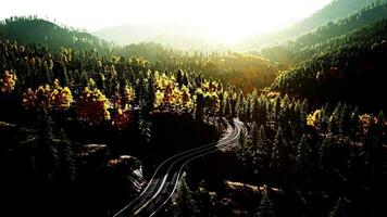An empty road cutting through a lush forest at sunset video