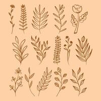 Decorative outlined branches of leaves and flowers line art illustration graphic elements. A collection of different plants and flowers outline art. vector