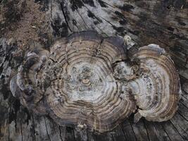 Mushrooms that grow on decaying logs photo