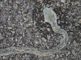 Snake corpse was crushed by a car on the road. photo