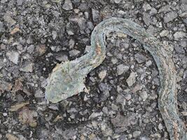 Snake corpse was crushed by a car on the road. photo