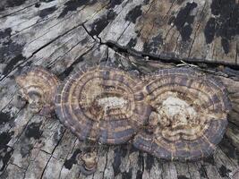 Mushrooms that grow on decaying logs photo