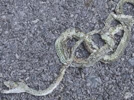 Snake corpse was crushed by a car on the road. photo