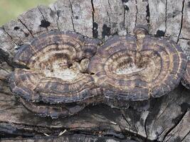 Mushrooms that grow on decaying logs photo
