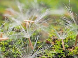 Grass flowers fall on the ground of moss and ferns. photo