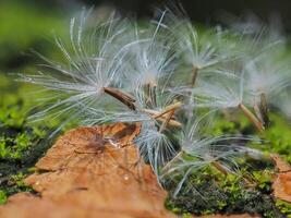 Grass flowers fall on the ground of moss and ferns. photo