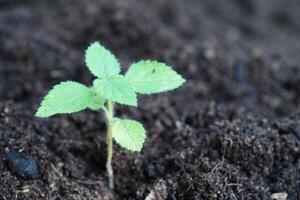 Tree growing with hand, eco earth day, save world, save earth, go green photo