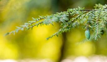eautiful image of a spruce branch with cones and a blurred background with lights and garlands, ideal for New Year and Christmas cards, space for inscriptions photo