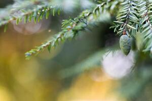 eautiful image of a spruce branch with cones and a blurred background with lights and garlands, ideal for New Year and Christmas cards, space for inscriptions photo
