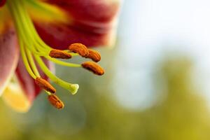 lily of the valley flower, lily pistils close up, macro image with copy space photo