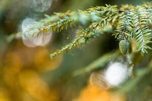 eautiful image of a spruce branch with cones and a blurred background with lights and garlands, ideal for New Year and Christmas cards, space for inscriptions photo