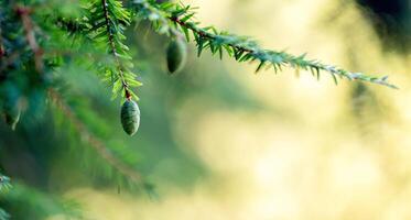 eautiful image of a spruce branch with cones and a blurred background with lights and garlands, ideal for New Year and Christmas cards, space for inscriptions photo