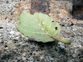 Close-up of a green tree leaf lying on a cobblestone. Focus on the leaf. Nature background. Design for wallpaper, print, and interior. Soft daylight photo