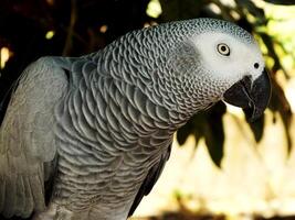 close up of a grey and white parrot is perched on a tree branch. The bird has a curious expression on its face. exotic bird photo
