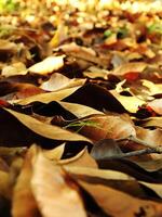 A pile of dried leaves on the ground. The leaves are scattered and some are larger than others. The image has a peaceful and calming mood, as the leaves are falling gently. Autumn season photo