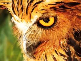 Close up of a brown and black owl with yellow eyes is perched on a tree branch. The owl's eyes are open and staring, giving the impression of a watchful and alert bird photo