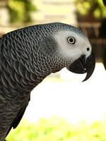close up of a grey and white parrot is perched on a tree branch. The bird has a curious expression on its face. exotic bird photo