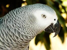 close up of a grey and white parrot is perched on a tree branch. The bird has a curious expression on its face. exotic bird photo