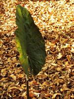 A leafy green plant is standing in a pile of leaves. Autumn season at the backyard. The leaf is the main focus of entire object photo