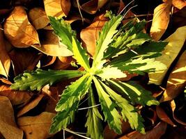 A plant with green leaves is growing in the shade. The leaves are small and thin, and the plant is surrounded by fallen leaves. The image has a peaceful and serene mood photo