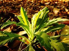 A plant with green leaves is growing in the shade. The leaves are small and thin, and the plant is surrounded by fallen leaves. The image has a peaceful and serene mood photo
