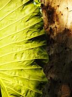 A taro leaf is shown in the foreground and a tree trunk in the background. Scene is peaceful and serene, as the leaf was on the morning sunlight photo