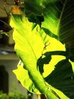 A leaf is shown in the sunlight, with the sun casting a shadow on the leaf. Concept of warmth and tranquility, as the sun's rays illuminate the leaf and create a peaceful atmosphere photo