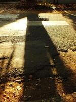 The cross shadow of a large tree appeared on the broken asphalt road. The shadows are large and dark. The road was covered by leaves and has many cracks photo
