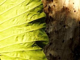 A taro leaf is shown in the foreground and a tree trunk in the background. Scene is peaceful and serene, as the leaf was on the morning sunlight photo