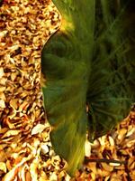 A leafy green plant is standing in a pile of leaves. Autumn season at the backyard. The leaf is the main focus of entire object photo