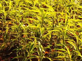 Morning ambience on a field of green plants with some brown leaves. The plants are tall and leafy. The field is full of plants and the sun is shining brightly photo