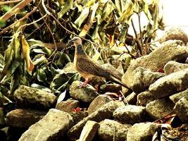 A Spotted Dove or eastern spotted dove or Streptopelia chinensis is perched on a rock near a tree. He carries dry twigs in his beak to make a nest. The bird is small and brown. photo