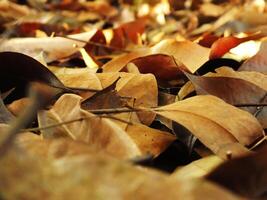 A pile of dried leaves on the ground. The leaves are scattered and some are larger than others. The image has a peaceful and calming mood, as the leaves are falling gently. Autumn season photo