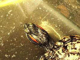 Close up of a turtle in shallow water. The turtle is brown and black with red markings on its head. The turtle only seen by the head, while the corpus is out of frame image photo