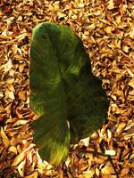 A leafy green plant is standing in a pile of leaves. Autumn season at the backyard. The leaf is the main focus of entire object photo