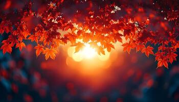 sunset through the branches of maple tree to signify the changing of seasons. Fall time with dried up orange and red maple leaves. Autumn in the park through tree branches photo