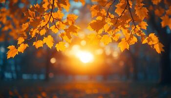 sunset through the branches of maple tree to signify the changing of seasons. Fall time with dried up orange and red maple leaves. Autumn in the park through tree branches photo