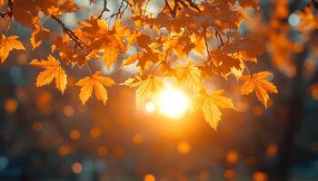 sunset through the branches of maple tree to signify the changing of seasons. Fall time with dried up orange and red maple leaves. Autumn in the park through tree branches photo