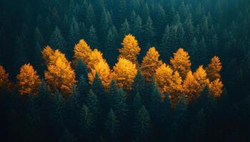 pine forest during fall and autumn time shot from bird's eye view to signify the changing of seasons. red, orange and green moody forest with fog for a campaign concerning the preservation of forests photo