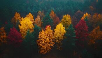 pine forest during fall and autumn time shot from bird's eye view to signify the changing of seasons. red, orange and green moody forest with fog for a campaign concerning the preservation of forests photo