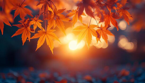 sunset through the branches of maple tree to signify the changing of seasons. Fall time with dried up orange and red maple leaves. Autumn in the park through tree branches photo