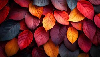 red, orange and yellow autumn leaves top view. Fall time dried up leaves to signify the changing of seasons and passage of time. Autumn fall background with colorful dried up leaves. maple leaf photo