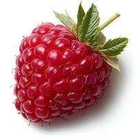 Raspberry sprouts isolated on white background with shadow. red berry fruit raspberries isolated for promotional purposes. autumn fall fruit raspberries photo