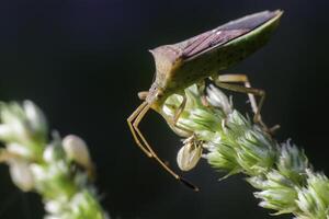 Small beetle and flower in nature photo